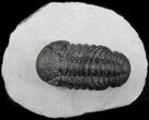 Arched, Austerops (Phacops) Trilobite #36403-2